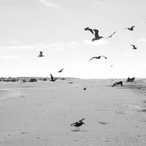 El río y el mar (selección)