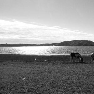 los caballos y el lago (selección)