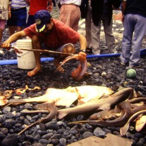 Limpiando tiburones / El Hierro / Islas Canarias